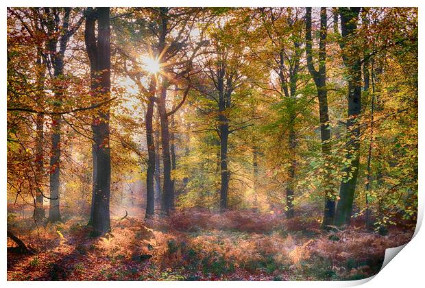 Autumn Sunlight Print by Ceri Jones