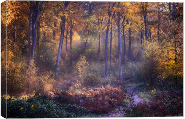 Autumn Woodland Path Canvas Print by Ceri Jones