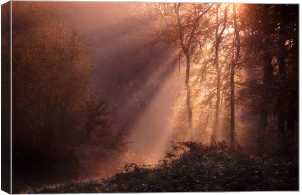 Foggy Morning Woods Canvas Print by Ceri Jones