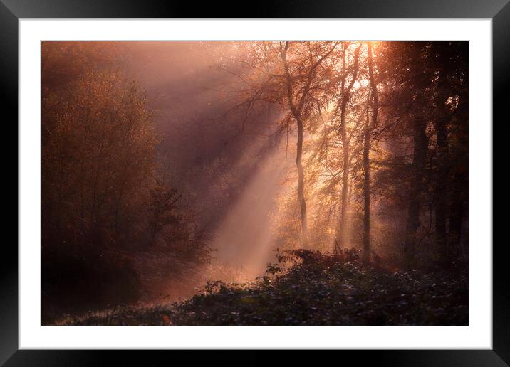 Foggy Morning Woods Framed Mounted Print by Ceri Jones