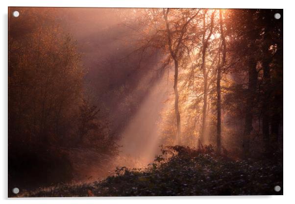 Foggy Morning Woods Acrylic by Ceri Jones