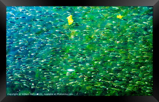 Menhaden Pogy Fish Swarm Padanaram Harbor Dartmouth Massachusetts Framed Print by William Perry
