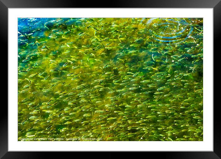 Menhaden Pogy Fish Swarm Padanaram Harbor Dartmouth Massachusetts Framed Mounted Print by William Perry