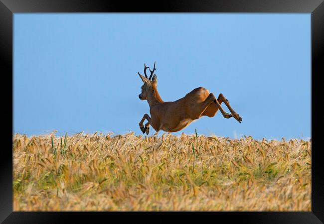 Roe Deer Fleeing Framed Print by Arterra 