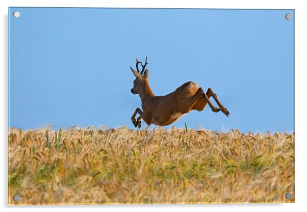 Roe Deer Fleeing Acrylic by Arterra 