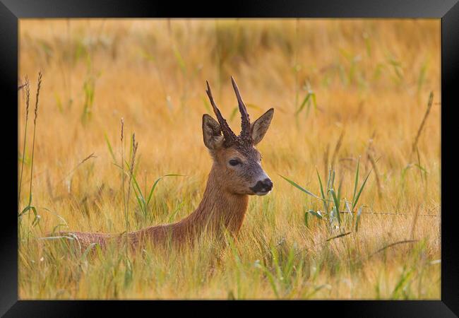 Roe Deer Buck in Wheat Field Framed Print by Arterra 