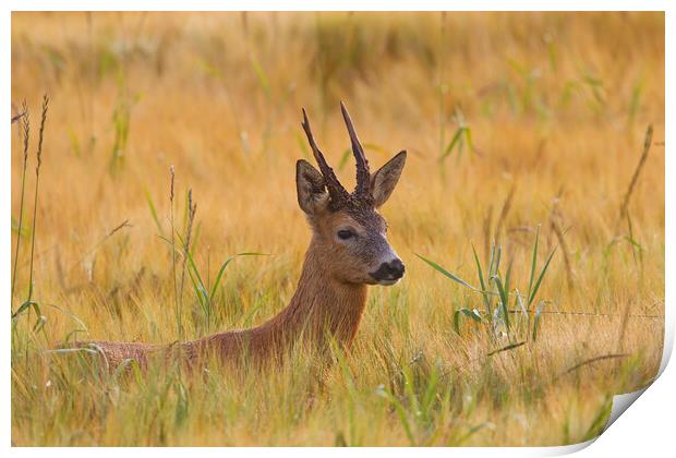 Roe Deer Buck in Wheat Field Print by Arterra 