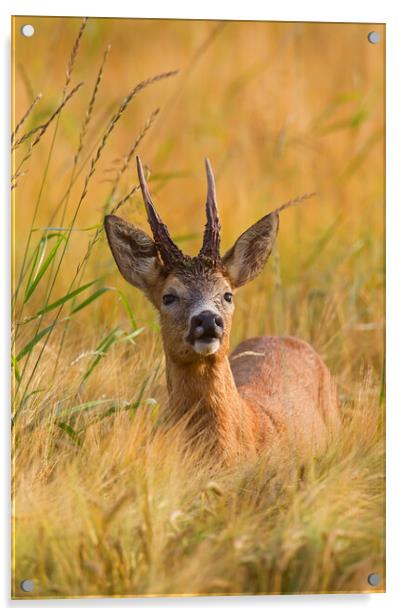 Roe Deer Buck in Cornfield Acrylic by Arterra 