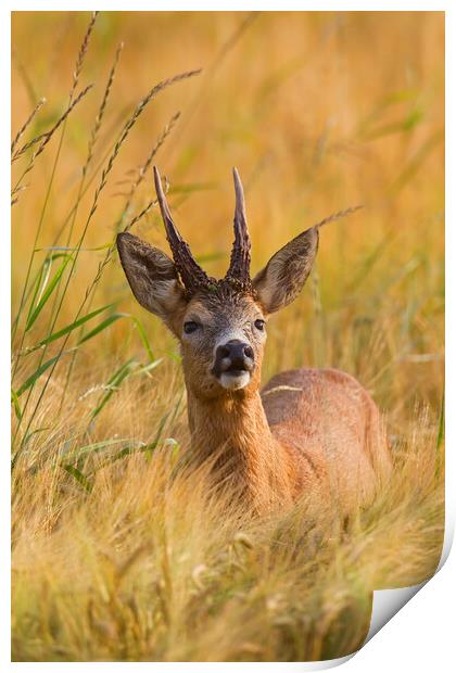 Roe Deer Buck in Cornfield Print by Arterra 