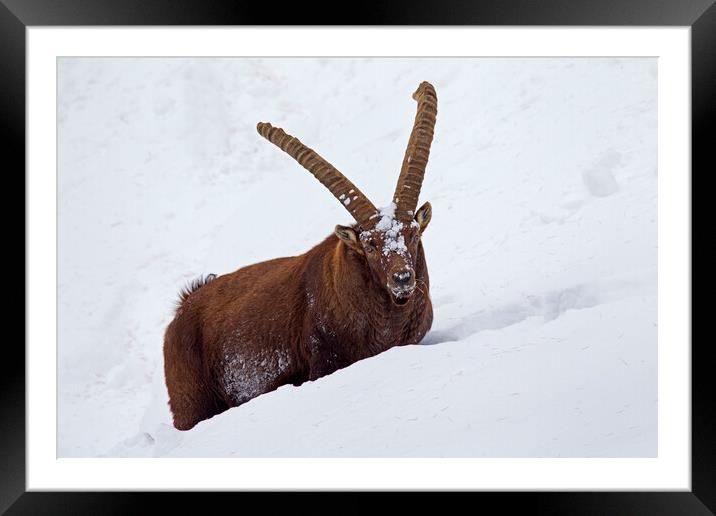Alpine Ibex in Deep Snow in Winter Framed Mounted Print by Arterra 