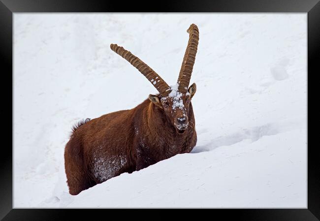 Alpine Ibex in Deep Snow in Winter Framed Print by Arterra 