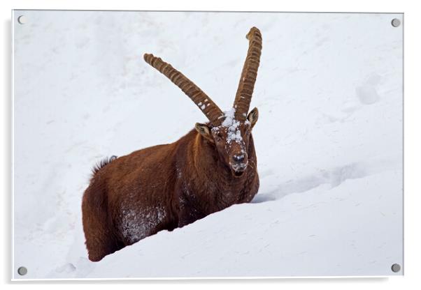 Alpine Ibex in Deep Snow in Winter Acrylic by Arterra 