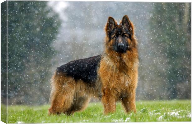 German Shepherd Dog in the Snow Canvas Print by Arterra 