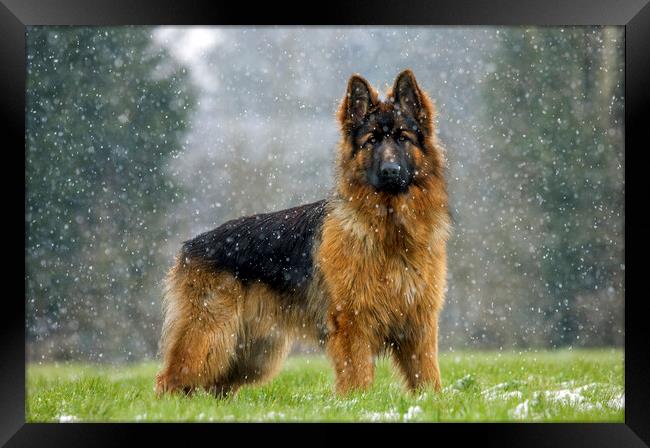 German Shepherd Dog in the Snow Framed Print by Arterra 