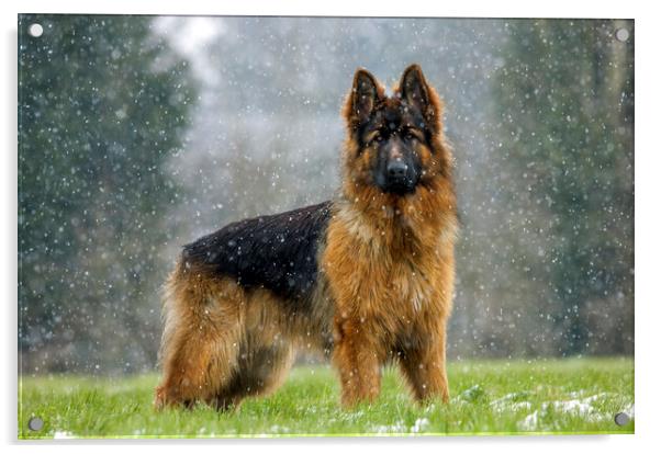 German Shepherd Dog in the Snow Acrylic by Arterra 