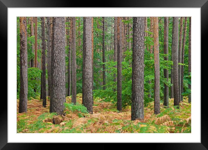 Scots pines and Bracken Framed Mounted Print by Arterra 