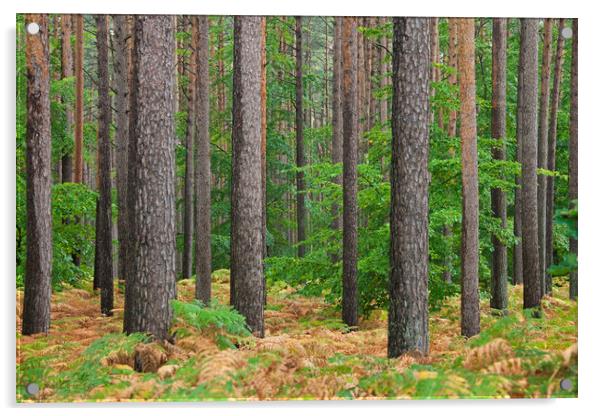 Scots pines and Bracken Acrylic by Arterra 