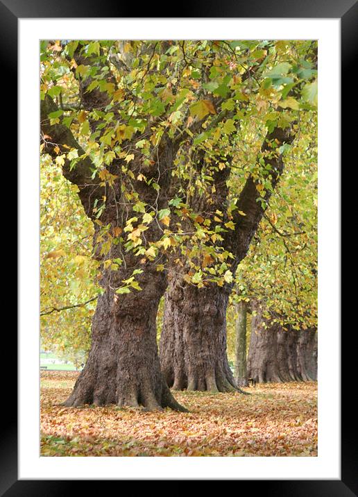 Autumn in Cambridge Framed Mounted Print by Andre Buys