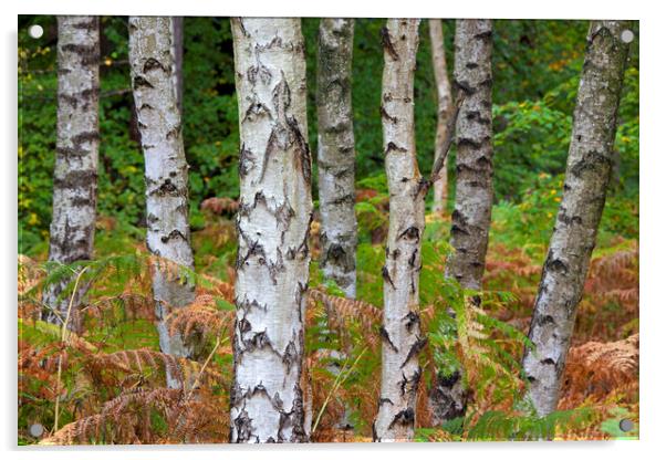 Silver Birch Trees and Bracken Acrylic by Arterra 