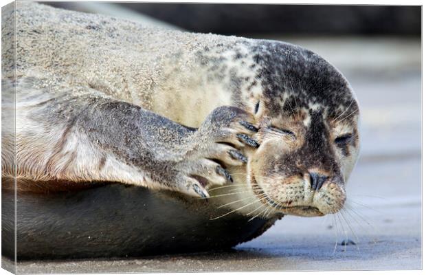 Common Seal Scratching Head Canvas Print by Arterra 