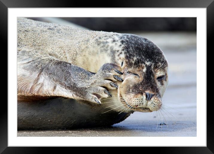 Common Seal Scratching Head Framed Mounted Print by Arterra 