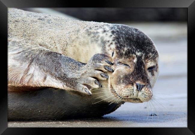 Common Seal Scratching Head Framed Print by Arterra 