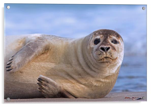 Common Seal Resting on Beach Acrylic by Arterra 