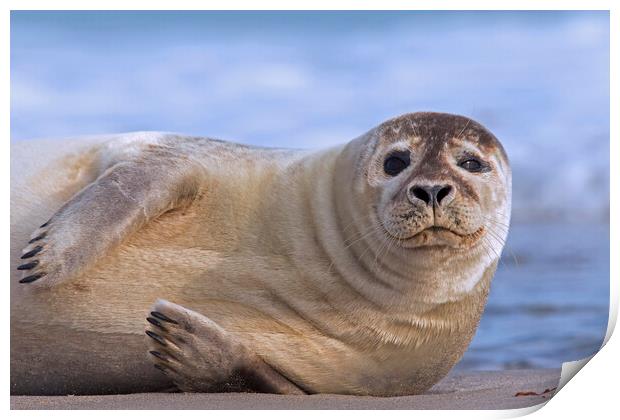 Common Seal Resting on Beach Print by Arterra 
