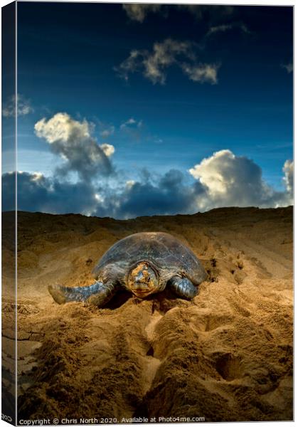 Green Turtle, Ascension Island. Canvas Print by Chris North