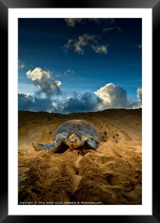 Green Turtle, Ascension Island. Framed Mounted Print by Chris North