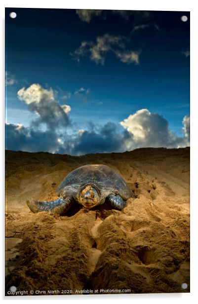 Green Turtle, Ascension Island. Acrylic by Chris North