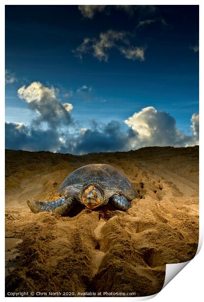 Green Turtle, Ascension Island. Print by Chris North