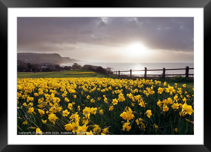 Sidmouth Daffs Framed Mounted Print by Bruce Little