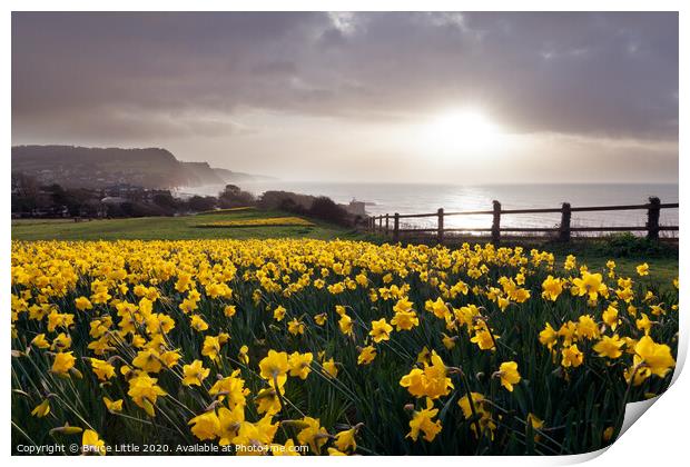 Sidmouth Daffs Print by Bruce Little