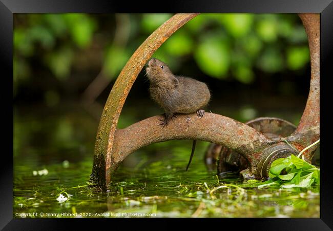 Inquisitive Water Vole Framed Print by Jenny Hibbert