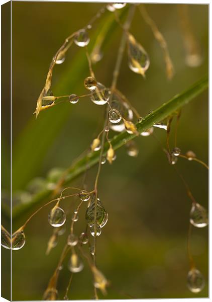 Plant, Wavy Hair grass, Seed heads, raindrops Canvas Print by Hugh McKean