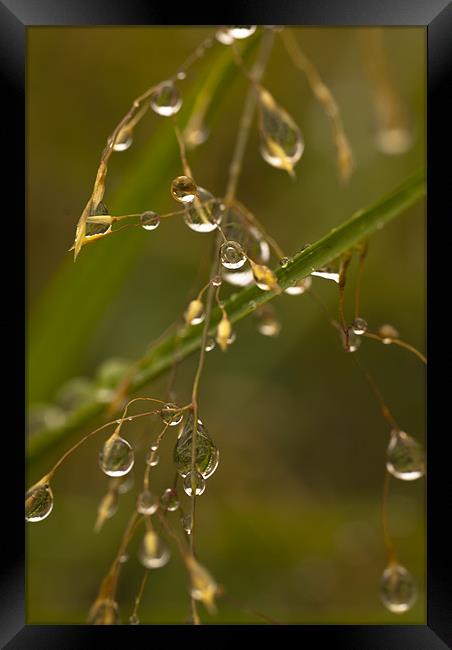 Plant, Wavy Hair grass, Seed heads, raindrops Framed Print by Hugh McKean