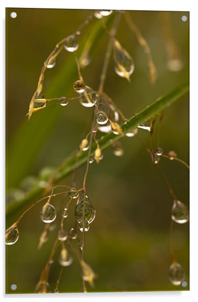 Plant, Wavy Hair grass, Seed heads, raindrops Acrylic by Hugh McKean