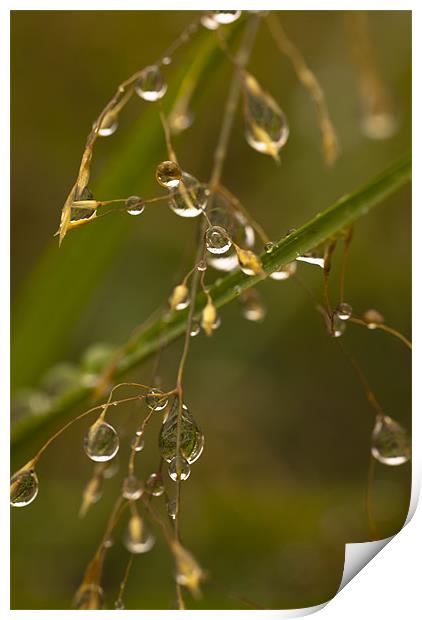 Plant, Wavy Hair grass, Seed heads, raindrops Print by Hugh McKean