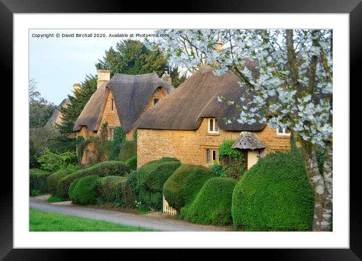 Thatch and blossom at Great Tew, Oxfordshire. Framed Mounted Print by David Birchall