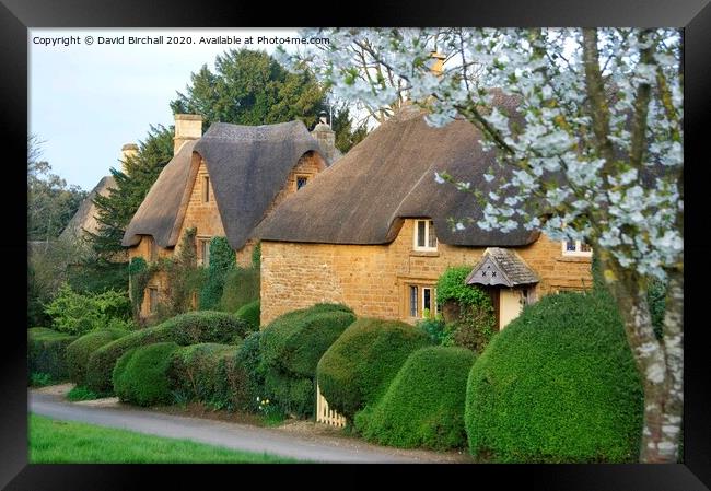 Thatch and blossom at Great Tew, Oxfordshire. Framed Print by David Birchall