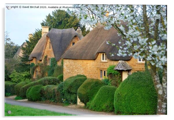 Thatch and blossom at Great Tew, Oxfordshire. Acrylic by David Birchall