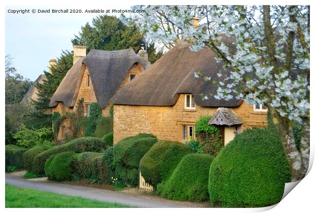 Thatch and blossom at Great Tew, Oxfordshire. Print by David Birchall