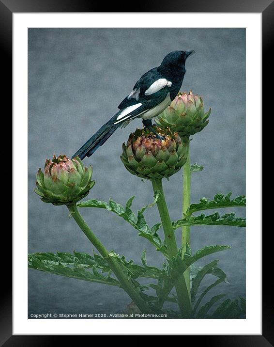 Majestic Magpie on Edible Artichoke Framed Mounted Print by Stephen Hamer