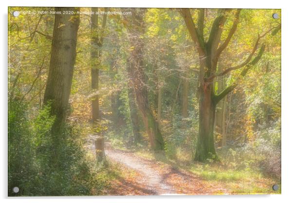 Autumn woodland path. Acrylic by Peter Jones