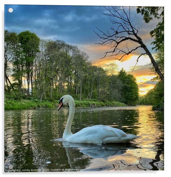 Swan River Acrylic by Ashley Bremner