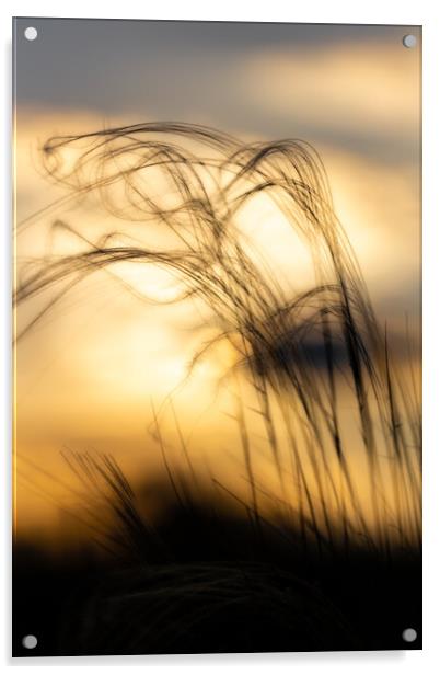 Stipa plant in the sunset light Acrylic by Arpad Radoczy