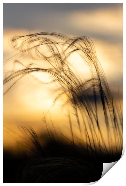 Stipa plant in the sunset light Print by Arpad Radoczy