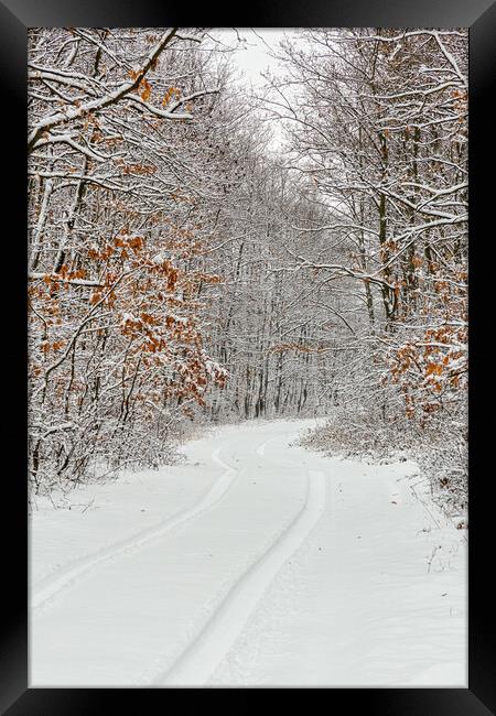 Winter in the oak forest Framed Print by Arpad Radoczy