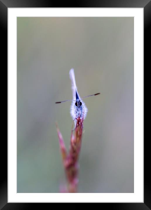 Common blue butterfly on the grass Framed Mounted Print by Arpad Radoczy